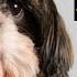 How To Identify Your Shih Tzu Puppy Is Pure Bred Or Not