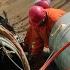 PIPELINE ALLIES B C Premier Helping To Nix Pipeline Creation