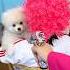 Nico I M The King Of Guns Nico Smartnico Funny Dog Puppy