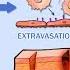 THE INFLAMMATORY RESPONSE