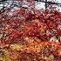 Autumn Sergey Grischuk