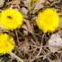 Tussilago Farfara Sign Of Spring