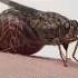 The Deadliest Flies In The World Flies Africa Animalfacts