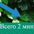 2 минуты от мигрени головной боли напряжения в шее головокружения и улучшения зрения Самомассаж