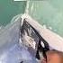 Petrento Plasterboard Petrento Petrento Joke Jokes Meme Memes Humor Laughter Reaction M