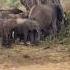 Elephants Come To Baobab Trees During The Dry Season Subscribe Animals Wildlife