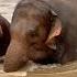 Hom Naun Aung Kham Rattanakham Tang Moo And Ram Rauy Tremendous Joy ElephantNews