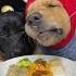 Crumbs Are Just Snack Memories Golden And Labrador Cute Pet Debut Plan