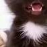 Aj Pa Joa Pa Jo Jo Aaaa Cat Shorts Talkingparrot Shortsvideo Parrot