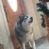 Funny Husky Auditions For The Voice