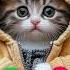POP CAT CALLING Ringtone Cat Shortvideo Funny Catlover Youtubeshorts Shorts Funnycats