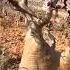 Blooming Desert Rose In Socotra Yemen