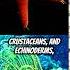 Oceanic Rave Witness The Magic Of Bioluminescence Deepsea