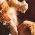 Shorts Кошачий массаж Cat Massage Мальчишки несутся по снежным горам Koshlandia Siberian Cats