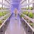 Growing Up How Vertical Farming Works