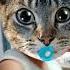 Pusi Cat Shortvideo