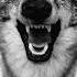 Yelawolf Till It S Gone Audio