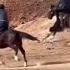 Buzkashi Kupkari Uloq Dushanbe Kokpar Tjk Uzb