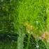 Refugium Mistakes The WRONG Way To Set Up A Refugium