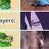 Pvz Naruto Sasuke Is Similar To Pvz Pvzfusion