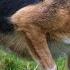 Tanhill Emma 2 Years Old Lot 35 Dolgellau Auction 14 16th November