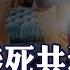 最後求救 酒店妹陪玩竟成命案 疑共犯司機為何能交保 女醫檢師被開鎖害死真相曝光 金牌特派 329 台灣大搜索CtiCSI