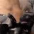 Tail Gives Kitty A Rude Awakening Funniest Pet TikToks Of The Month