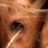 KRAAK SMAAK Boogie No More Wmv