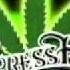 Cypress Hill What S Your Number