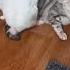 Два хулигана Жизнь кролика и котика котик кролик Cat Shorts Funny Cute Youtubeshorts
