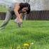 Did You Know Dandelions Are Considered A Superfood Dandelions Planthealth