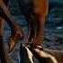 Okapi Vs Honey Badger Twilight Encounter