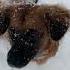 Пускай все сбудется Dog собака юмор прикол счастье Happy