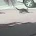Super Cat Saves Boy From Dog Attack In California BBC News
