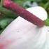 My Garden Garden Flowers Gardenflower Shamastudioss Subscribe Like