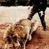 Sher Bilan O Ynashma O Lim Bo Ldi