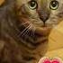Поздравление от котика поздравление животные приколы Animals Cat Fannyvideo