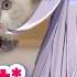 Biboo Loses It Thinking She Lost Her Cat IRL