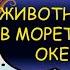 Кой живее под водата Да видим животните от морета и океани