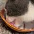 Buffalo 705 When I Turn Around Oh No My Yogurt Enjoylife Cat Buffalo