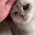 Доброе утро друзья Cat Kitten котики Кот любовь доброеутро