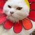 Coco Flower Cat Cute Cocoloco Cat Youtube Youtubeshorts Viralvideo Viralshort Kitten