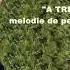A Trecut Un An Gigel Oprea Coral2