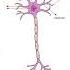 THE NERVE CELL Full Labelling Of Nerve Cell Class 10 Biology ICSE Board Examination