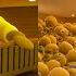 What If We Have MILLIONS Of Plushies The Baby In Yellow