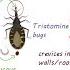 Chagas Disease An Overview