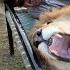 Mamu Ko Lion Ky Sath Sola Dea Mena Lion Ko Nehla Diya