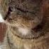 Мяукать лесные коты не умеют Cat дикийкот кот