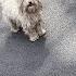 I Graduated And Took The Campus Stray Dog With Me