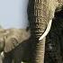 Secrets Of The Elephants Season 1 MEGA EPISODE Nat Geo Animals